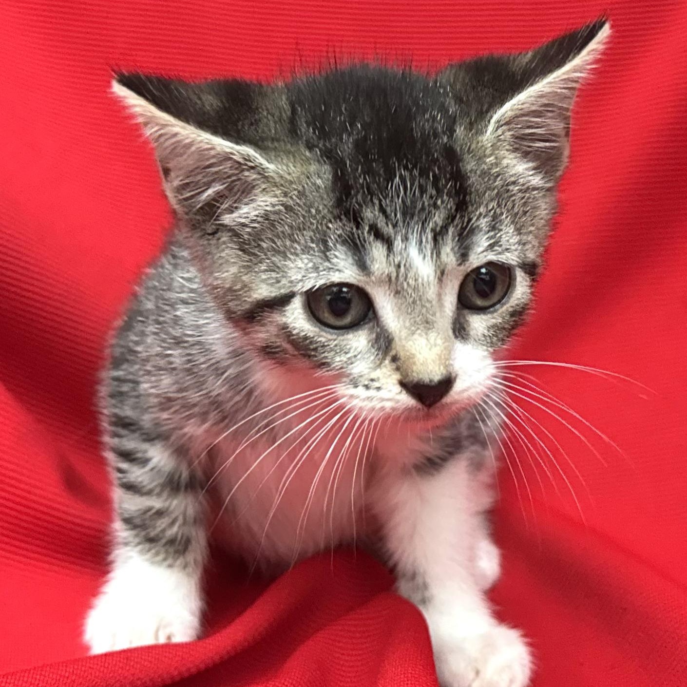 Frankie girl-s, a Adoptable mixed breed in Sequatchie, TN image 1/2