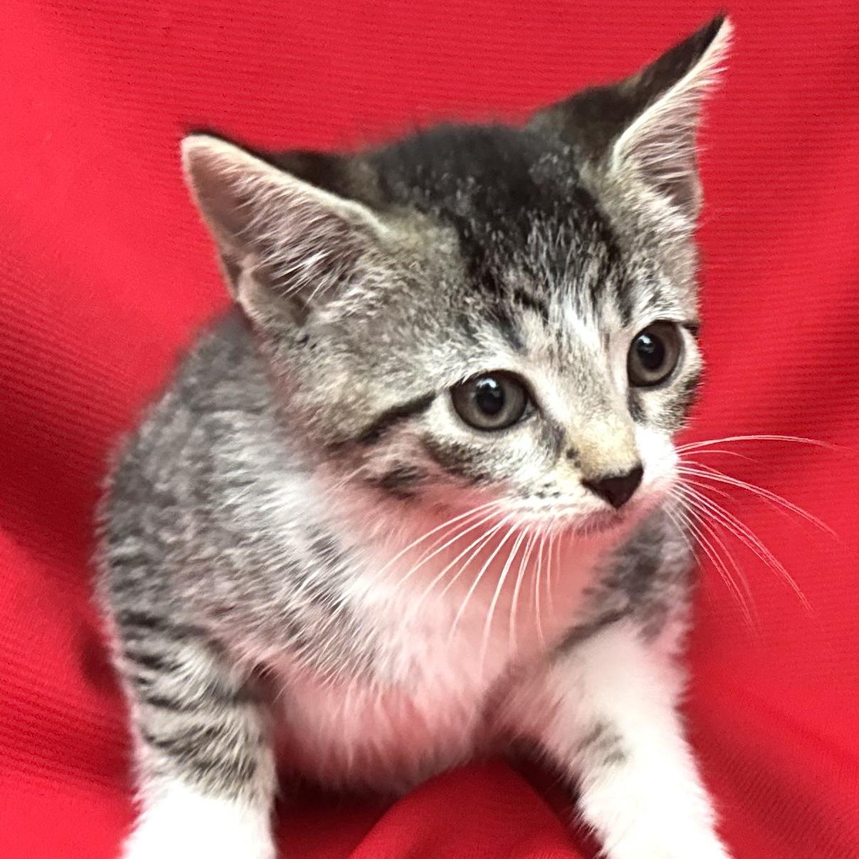 Frankie girl-s, a Adoptable mixed breed in Sequatchie, TN image 2/2