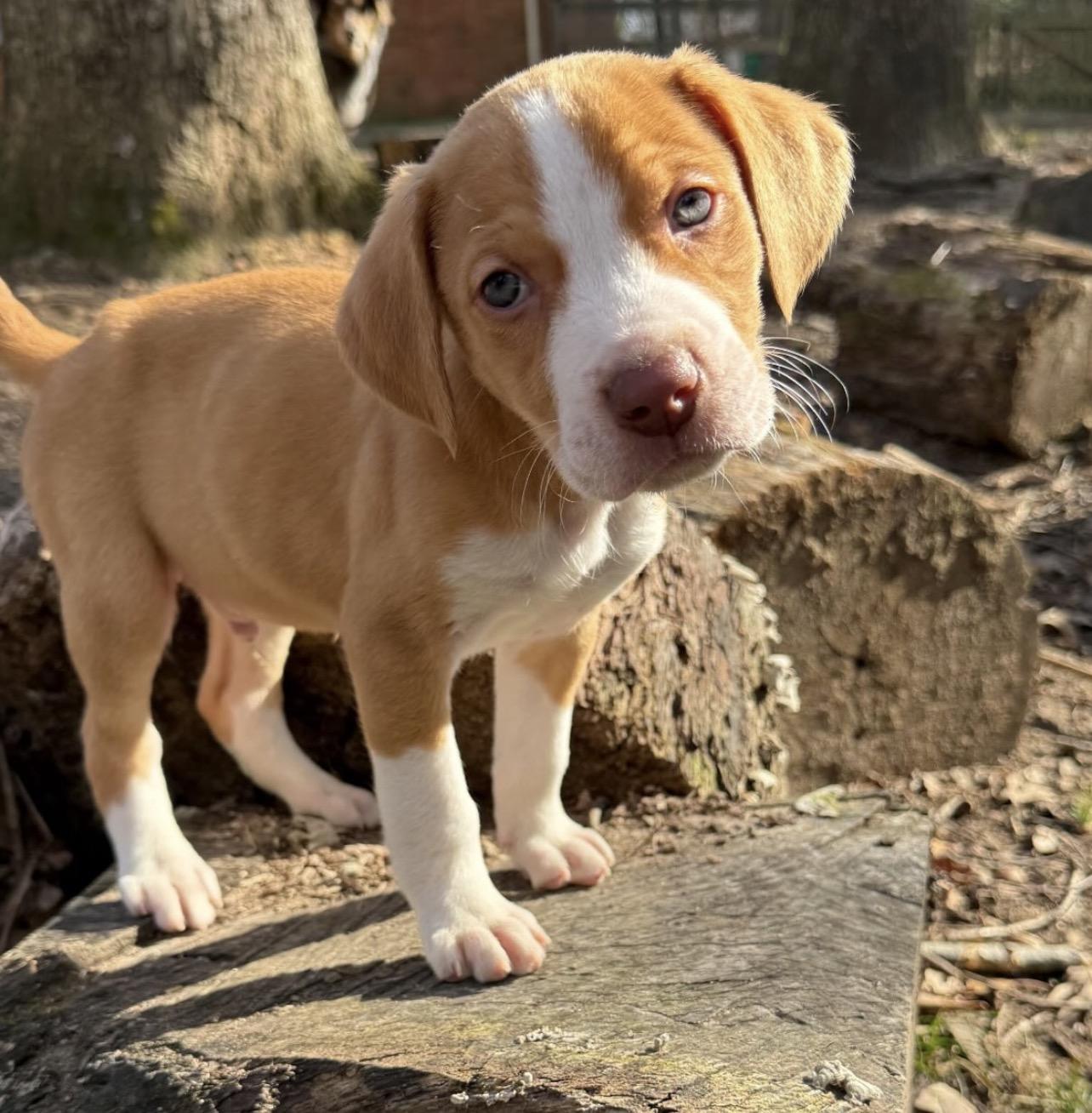 Cordell, ADOPTABLE, Puppy Male Hound.