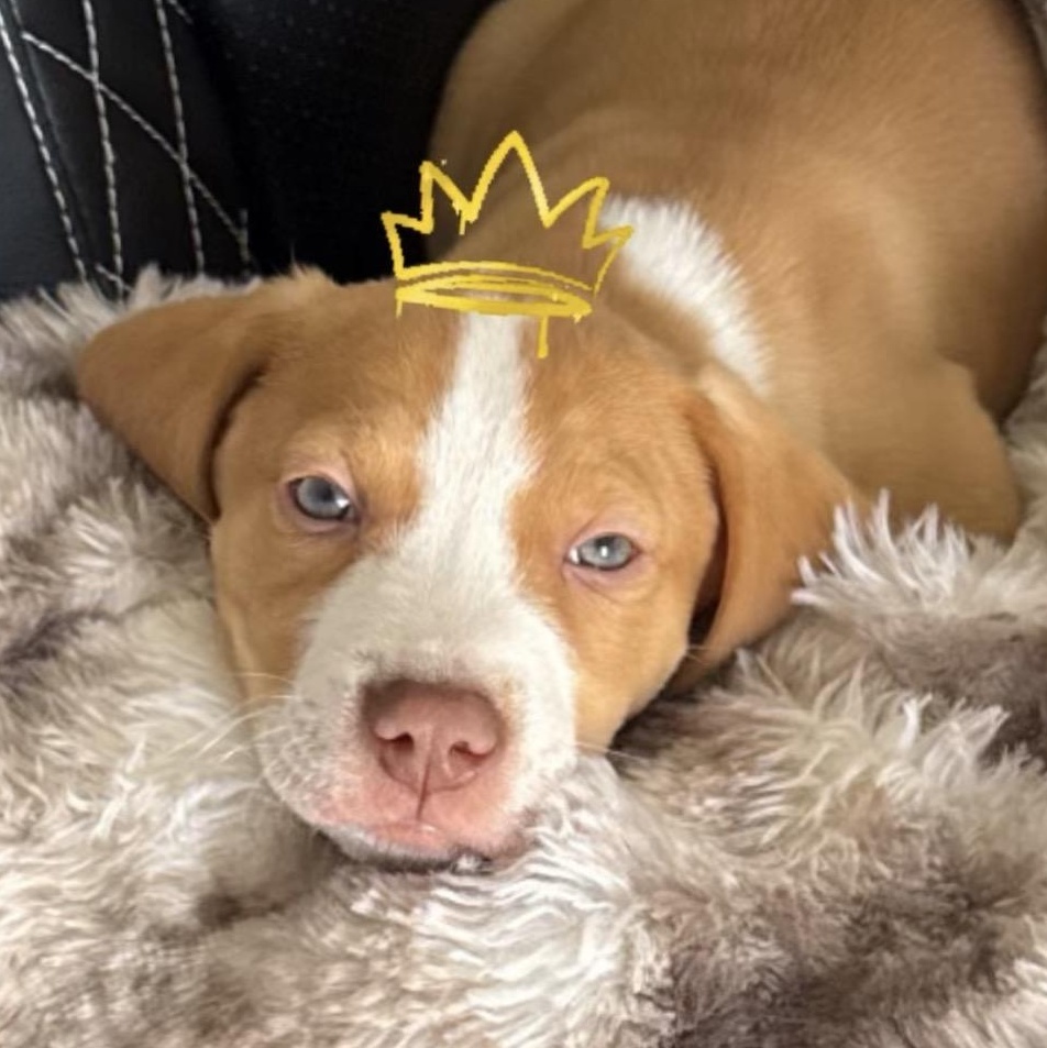 Cordell, ADOPTABLE, Puppy Male Hound.