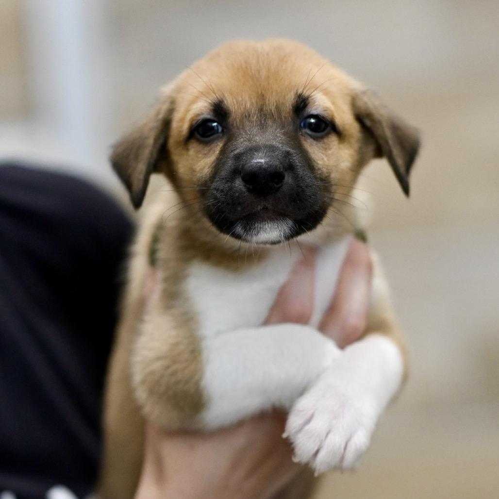 Sloth Bear, Adoptable, Puppy Male Labrador Retriever & Mixed Breed.