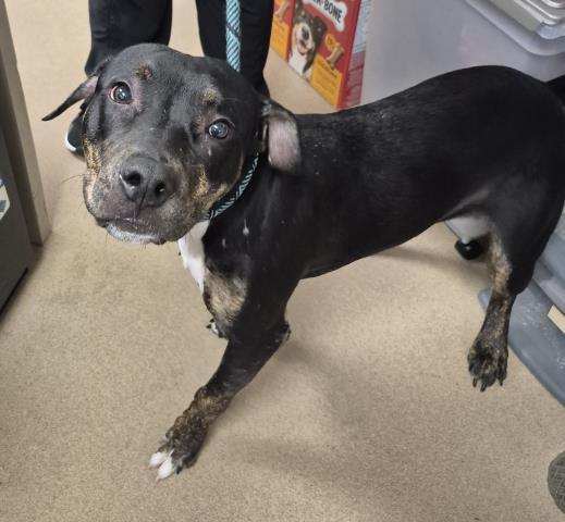 ZIPPER, Adoptable, Young Male Pit Bull Terrier.