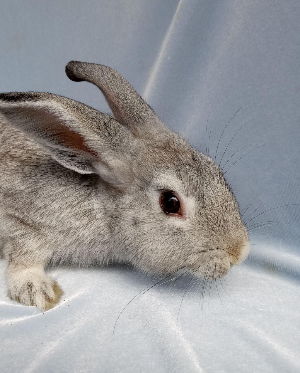 Willie Bunson, adoptable, Young Male Chinchilla.