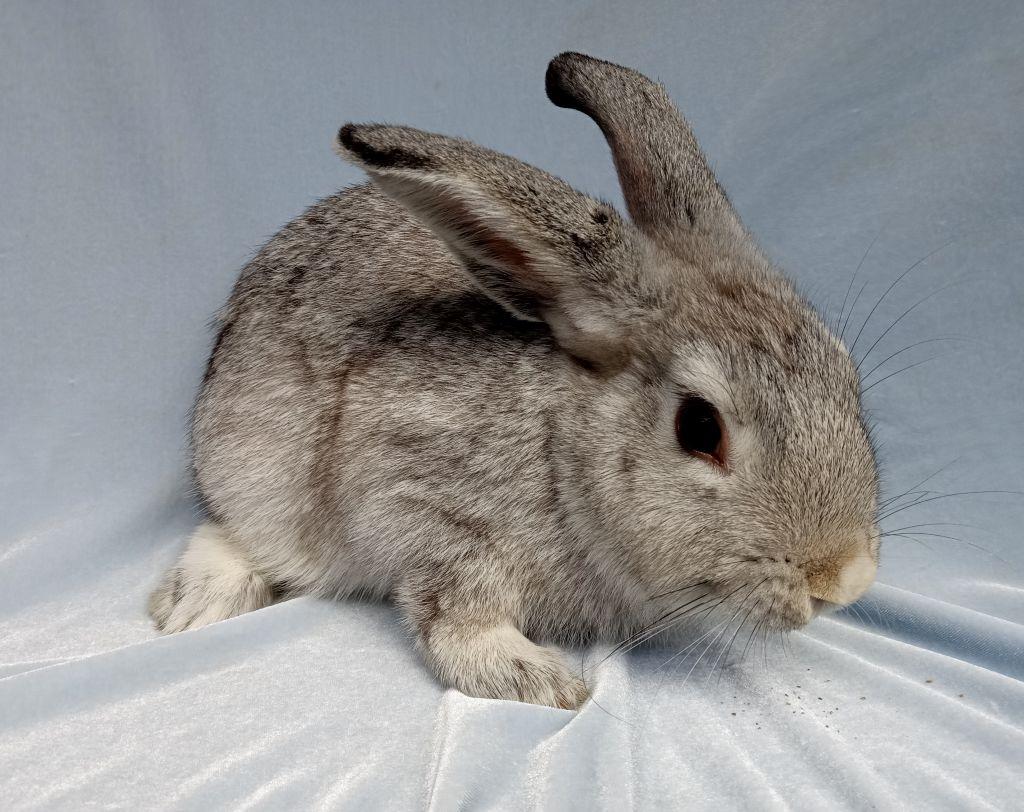 Enlarge Willie Bunson, an adoptable Chinchilla in Goleta, CA image 2/3