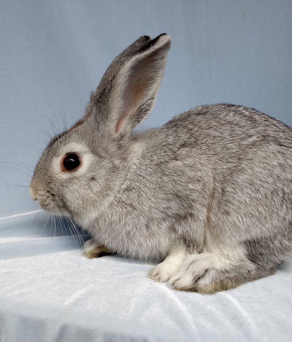 Enlarge Willie Bunson, an adoptable Chinchilla in Goleta, CA image 3/3