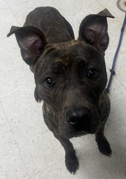 Maizie, Adoptable, Adult Female Terrier & Mixed Breed.