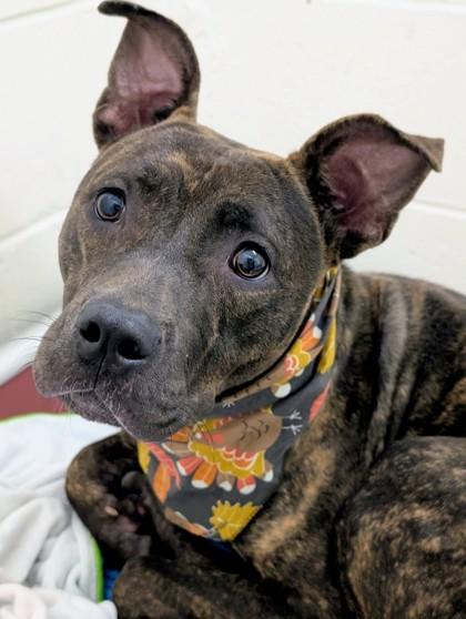 Maizie, Adoptable, Adult Female Terrier & Mixed Breed.