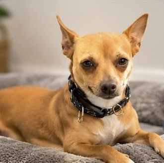 DANNY, a ADOPTABLE mixed breed in Evansville, WI image 3/4