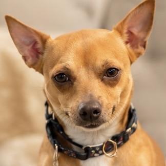 DANNY, a ADOPTABLE mixed breed in Evansville, WI image 2/4