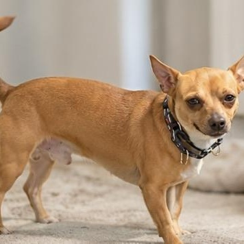DANNY, a ADOPTABLE mixed breed in Evansville, WI image 4/4