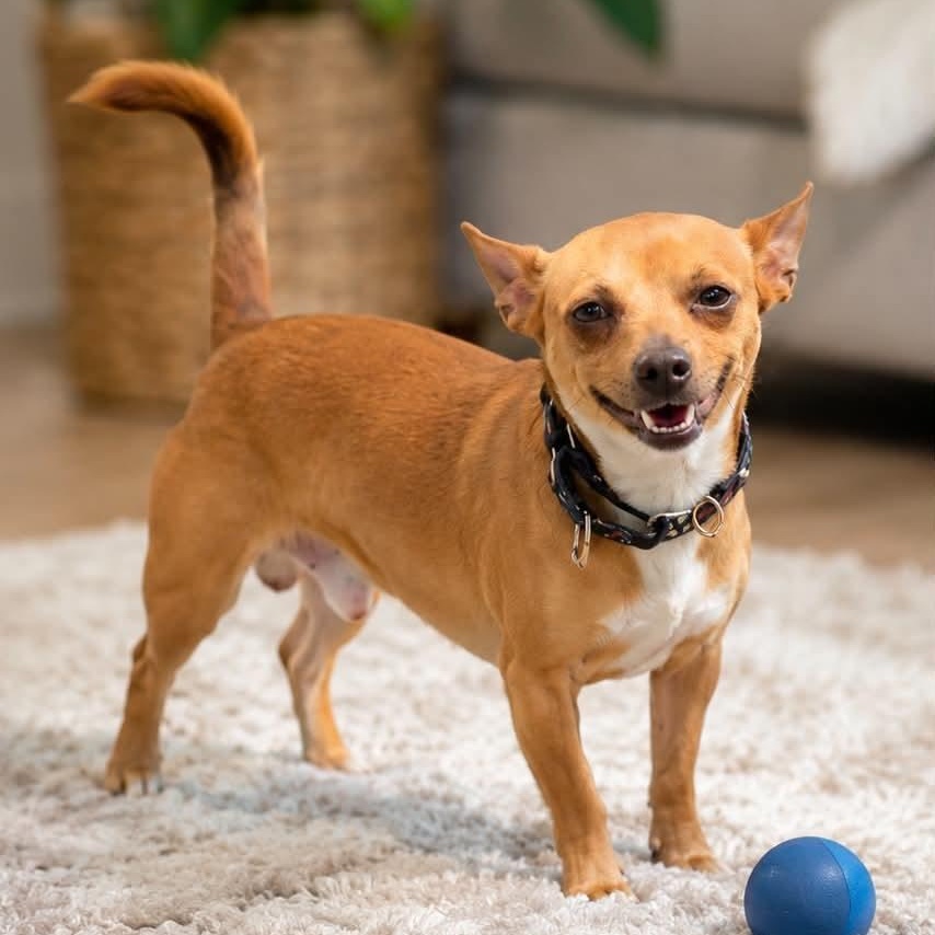 DANNY, a ADOPTABLE mixed breed in Evansville, WI image 1/4