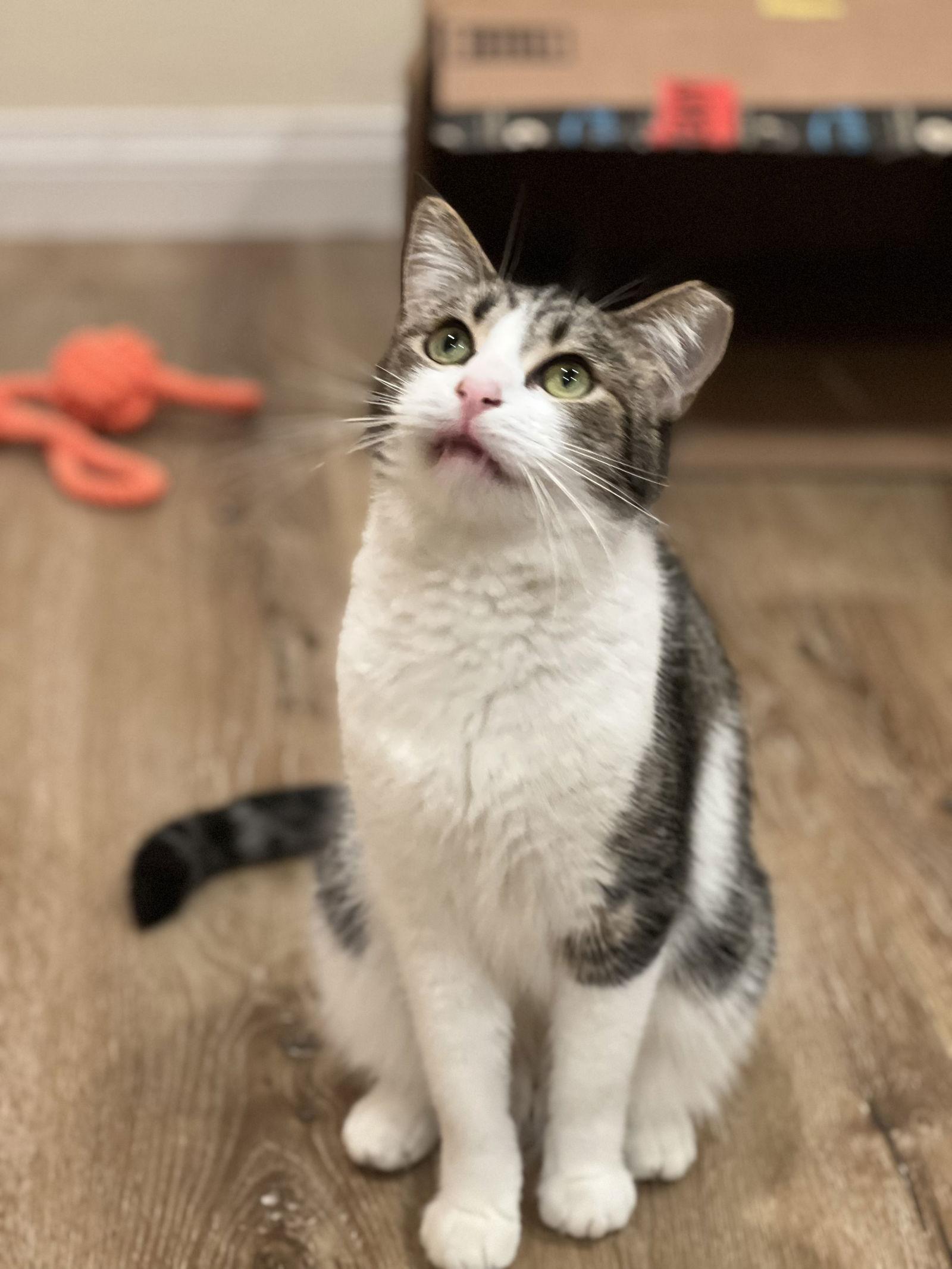 Sage 2, Adoptable, Adult Female Domestic Short Hair.