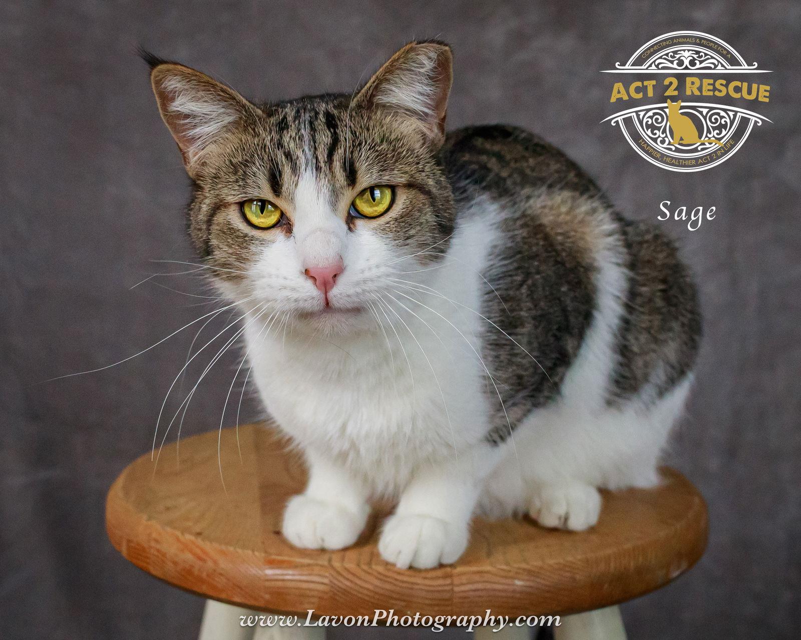 Sage 2, a Adoptable Domestic Short Hair in Riverside, CA image 2/3