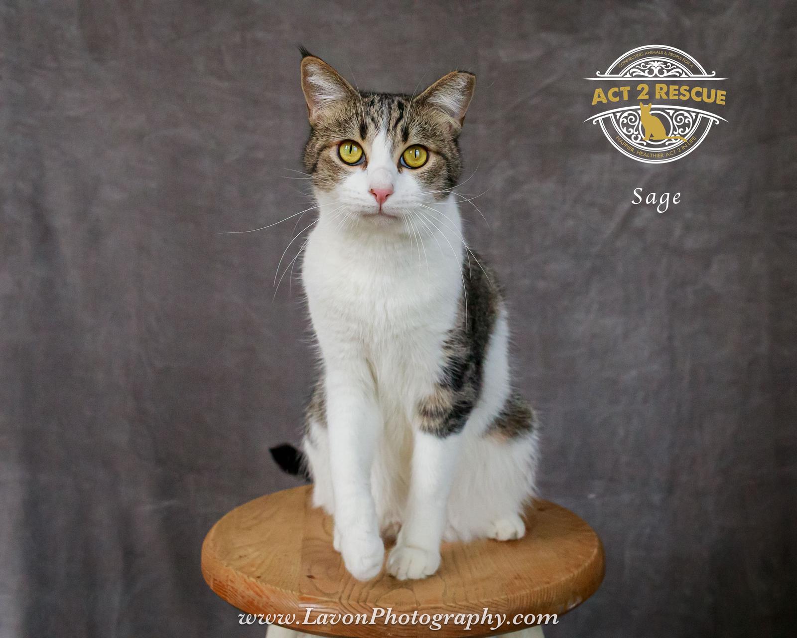 Sage 2, a Adoptable Domestic Short Hair in Riverside, CA image 3/3