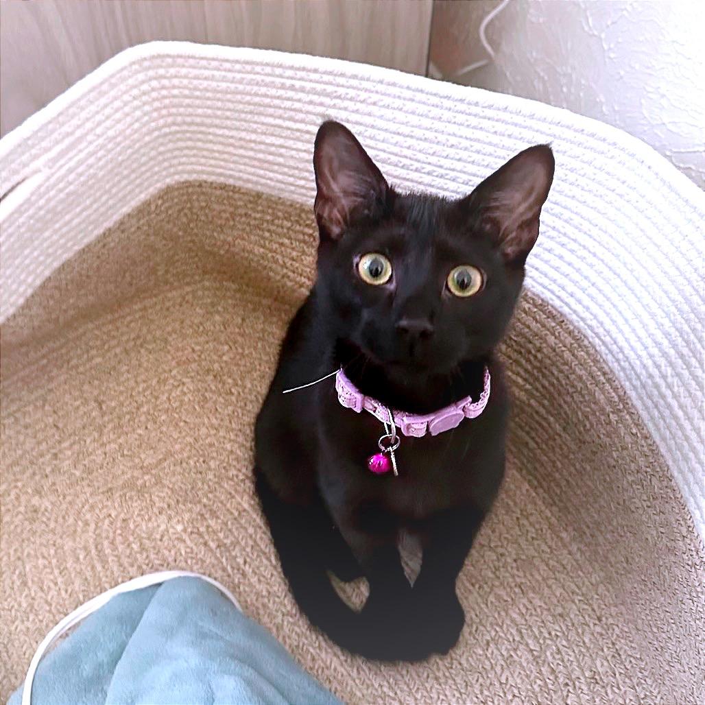 Rose, Adoptable, Kitten Female Domestic Medium Hair.