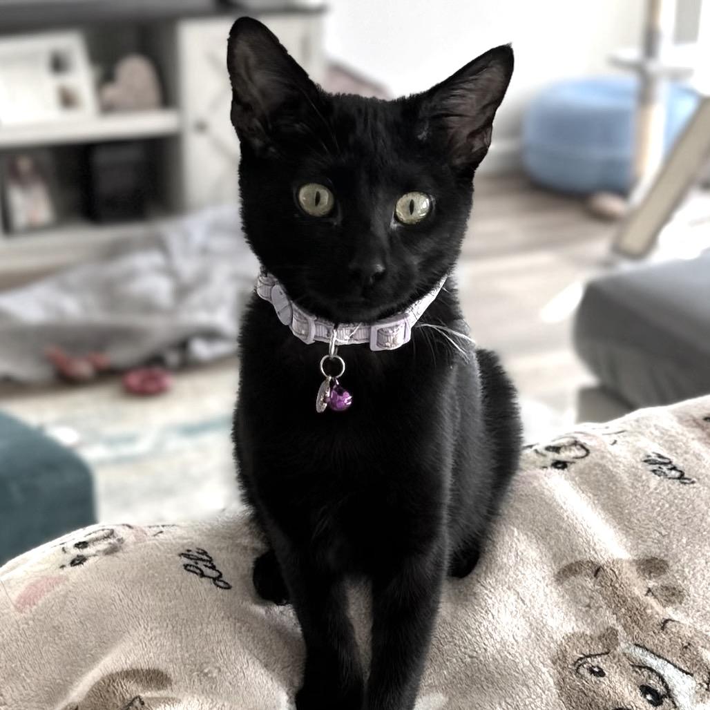 Enlarge Rose, a Adoptable Domestic Medium Hair in Flower Mound, TX image 2/3