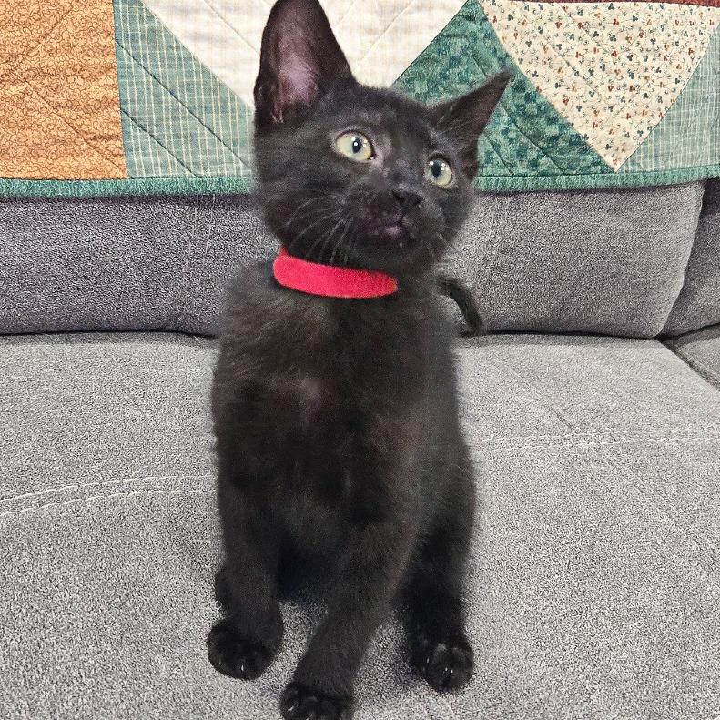 Rose, Adoptable, Kitten Female Domestic Medium Hair.