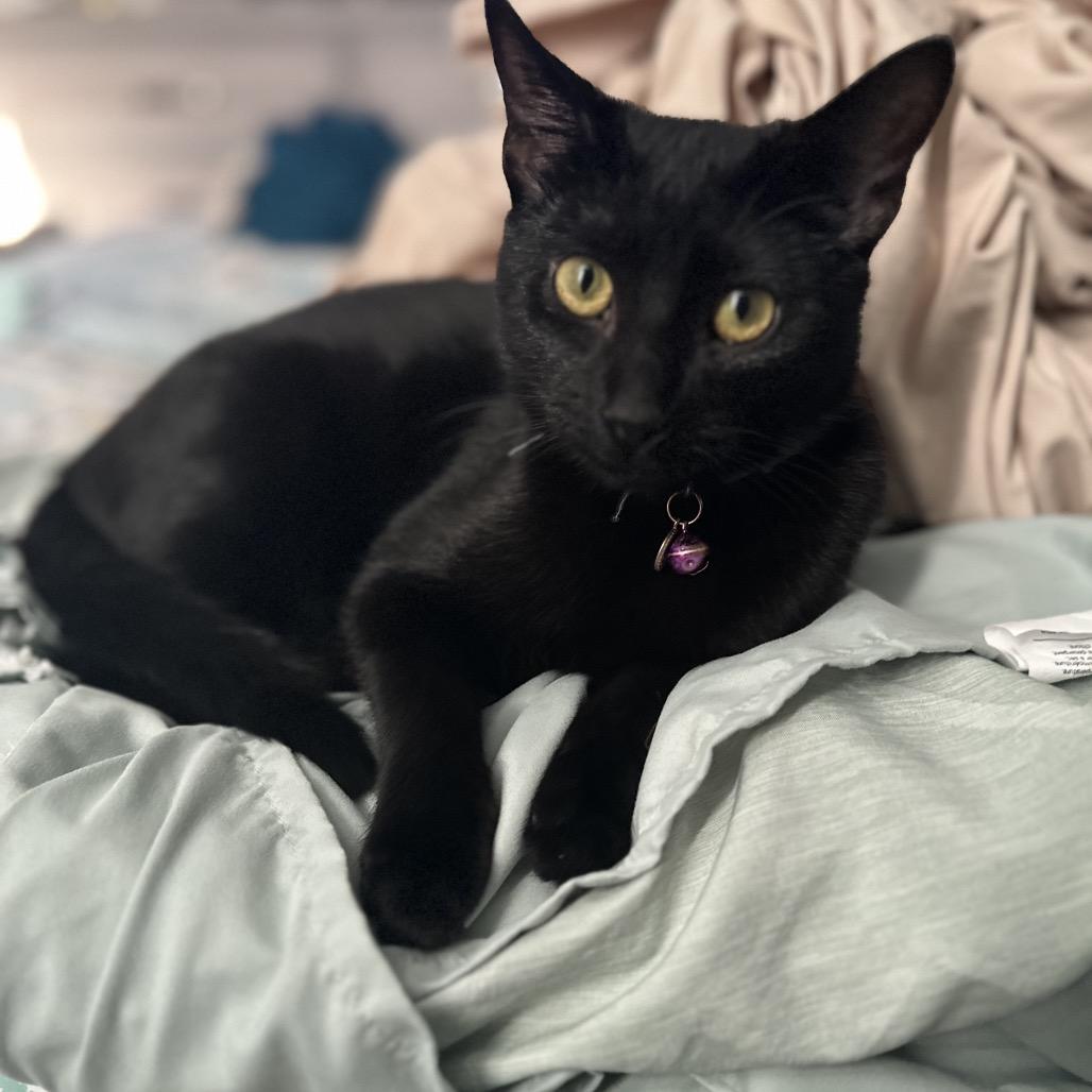 Enlarge Rose, a Adoptable Domestic Medium Hair in Flower Mound, TX image 2/4