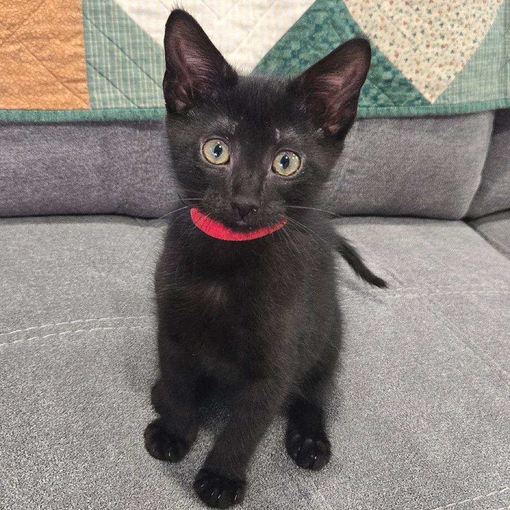 Enlarge Rose, a Adoptable Domestic Medium Hair in Flower Mound, TX image 2/2