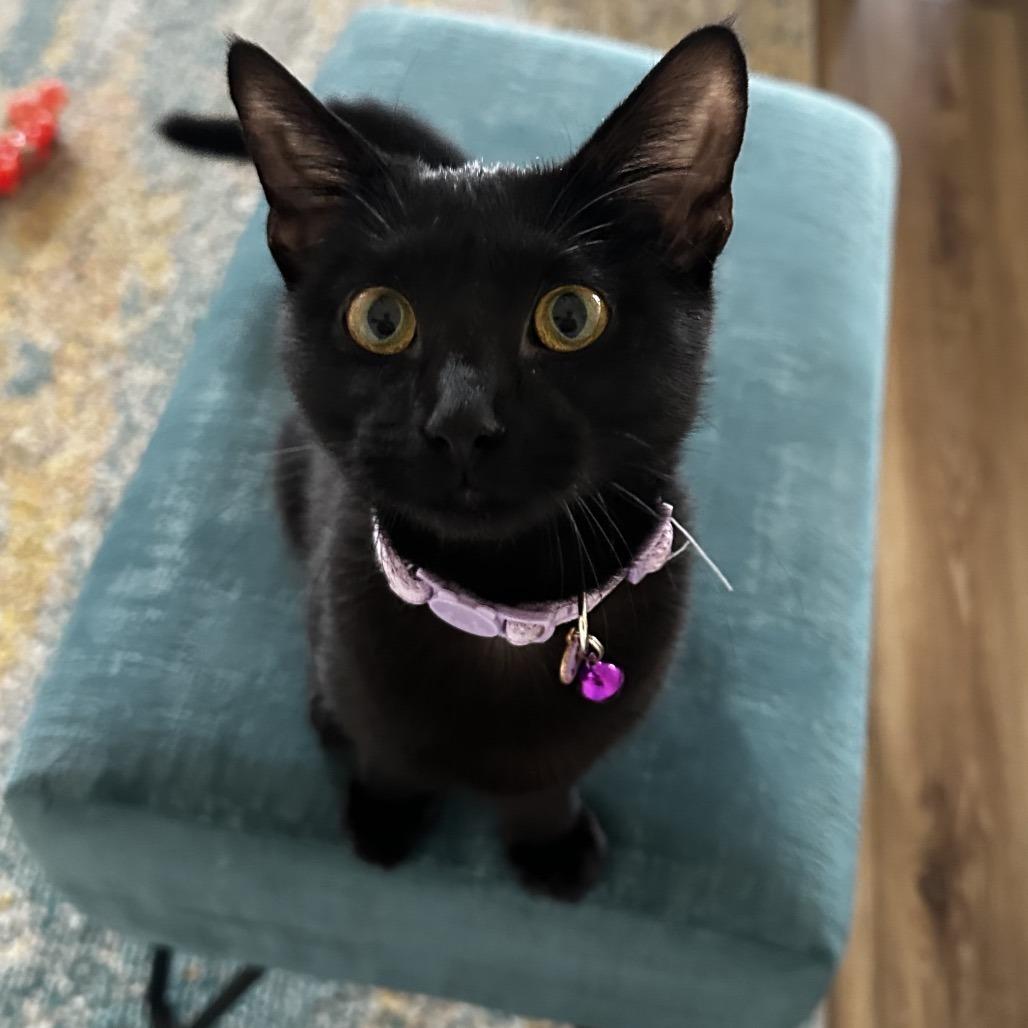 Enlarge Rose, a Adoptable Domestic Medium Hair in Flower Mound, TX image 3/3