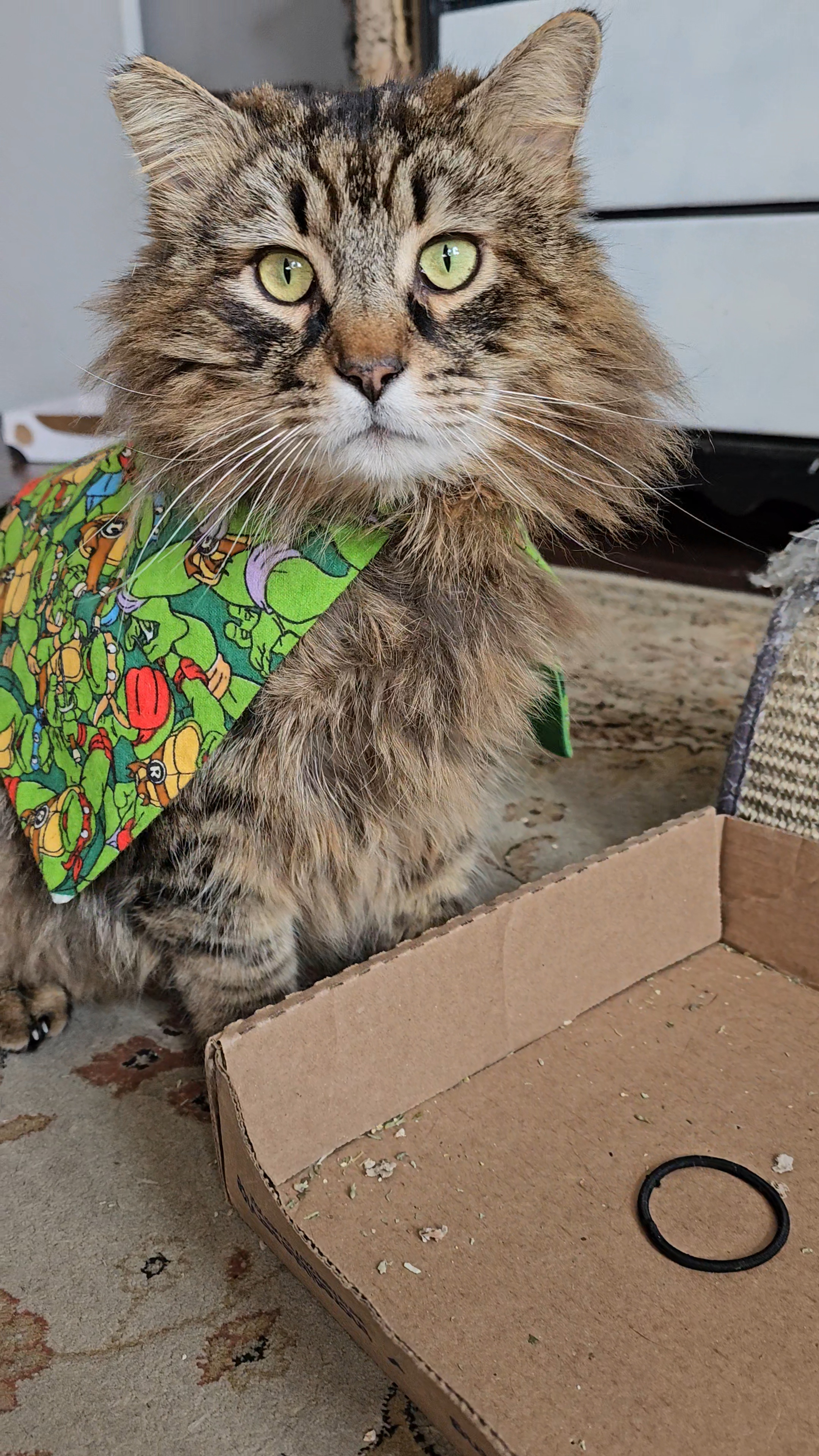 Wicket, a Adopted Maine Coon in San Diego, CA image 2/6