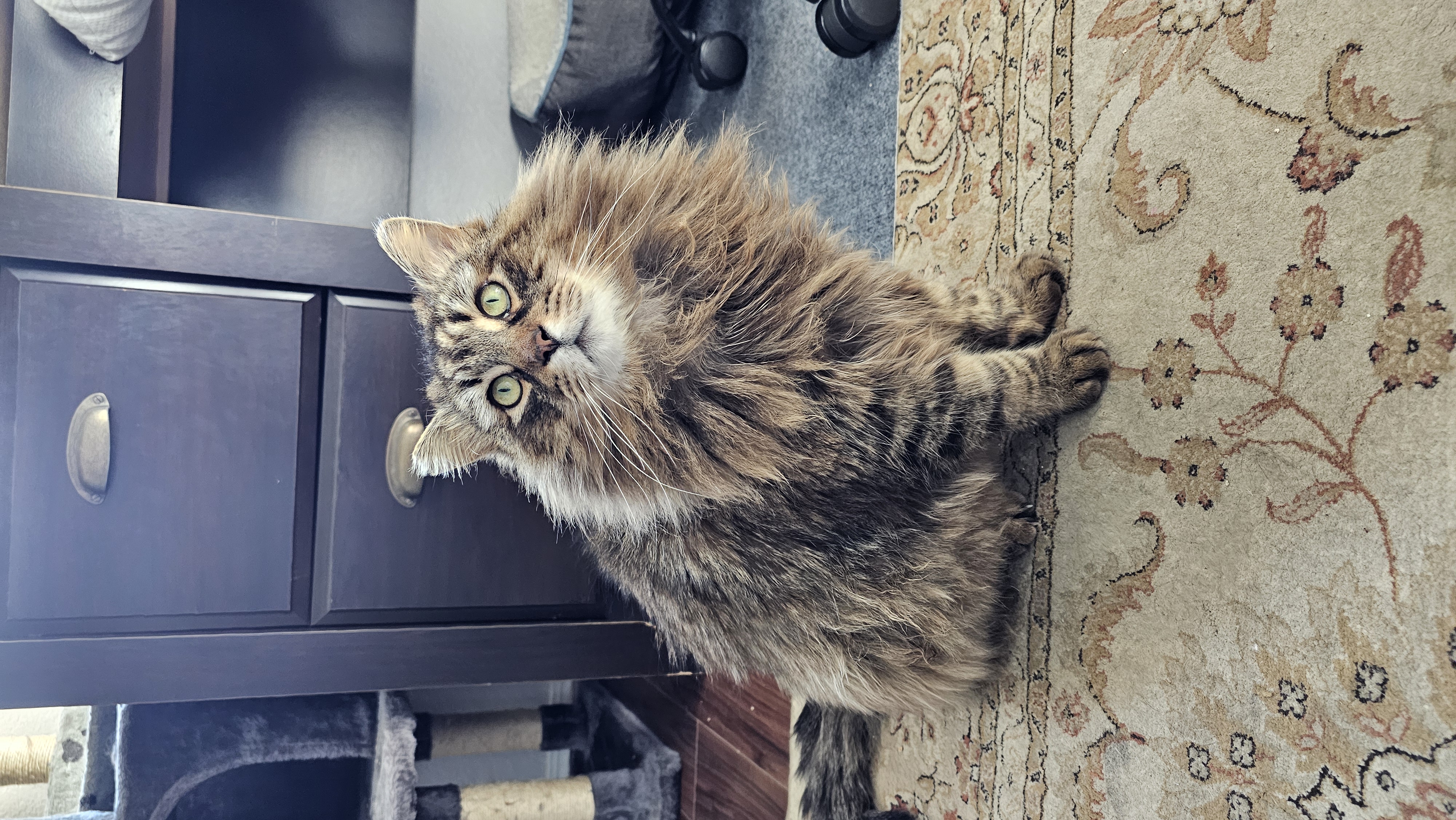 Wicket, a Adopted Maine Coon in San Diego, CA image 1/6