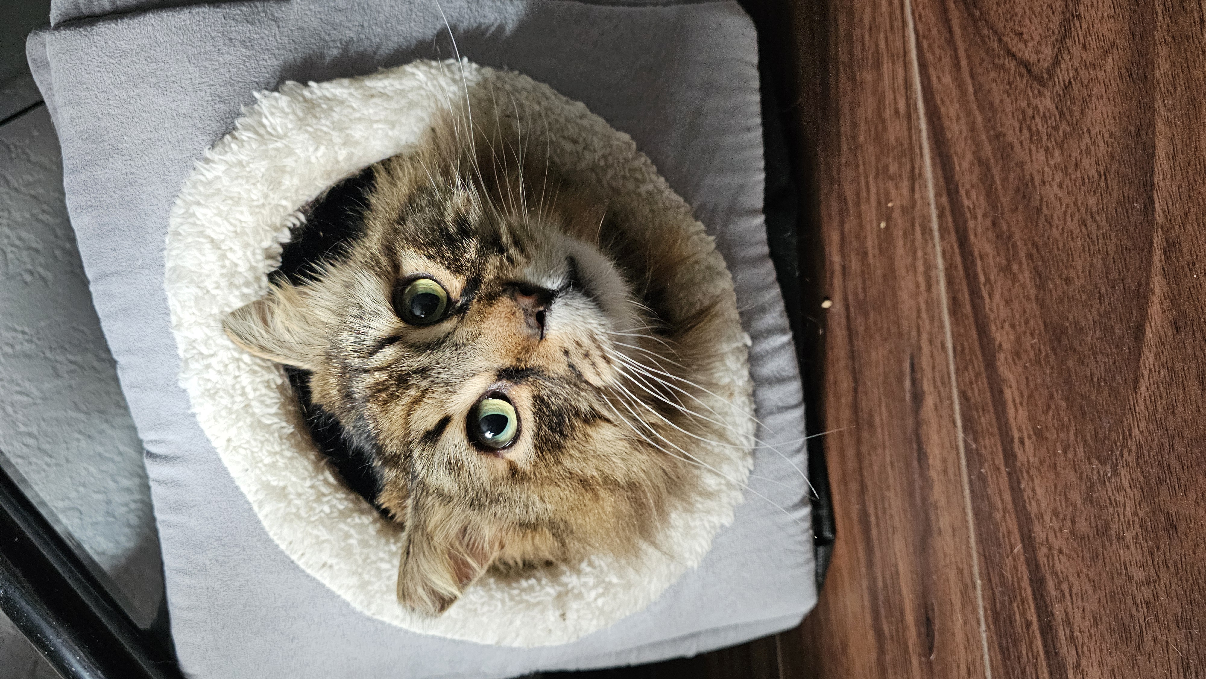 Wicket, a Adopted Maine Coon in San Diego, CA image 4/6