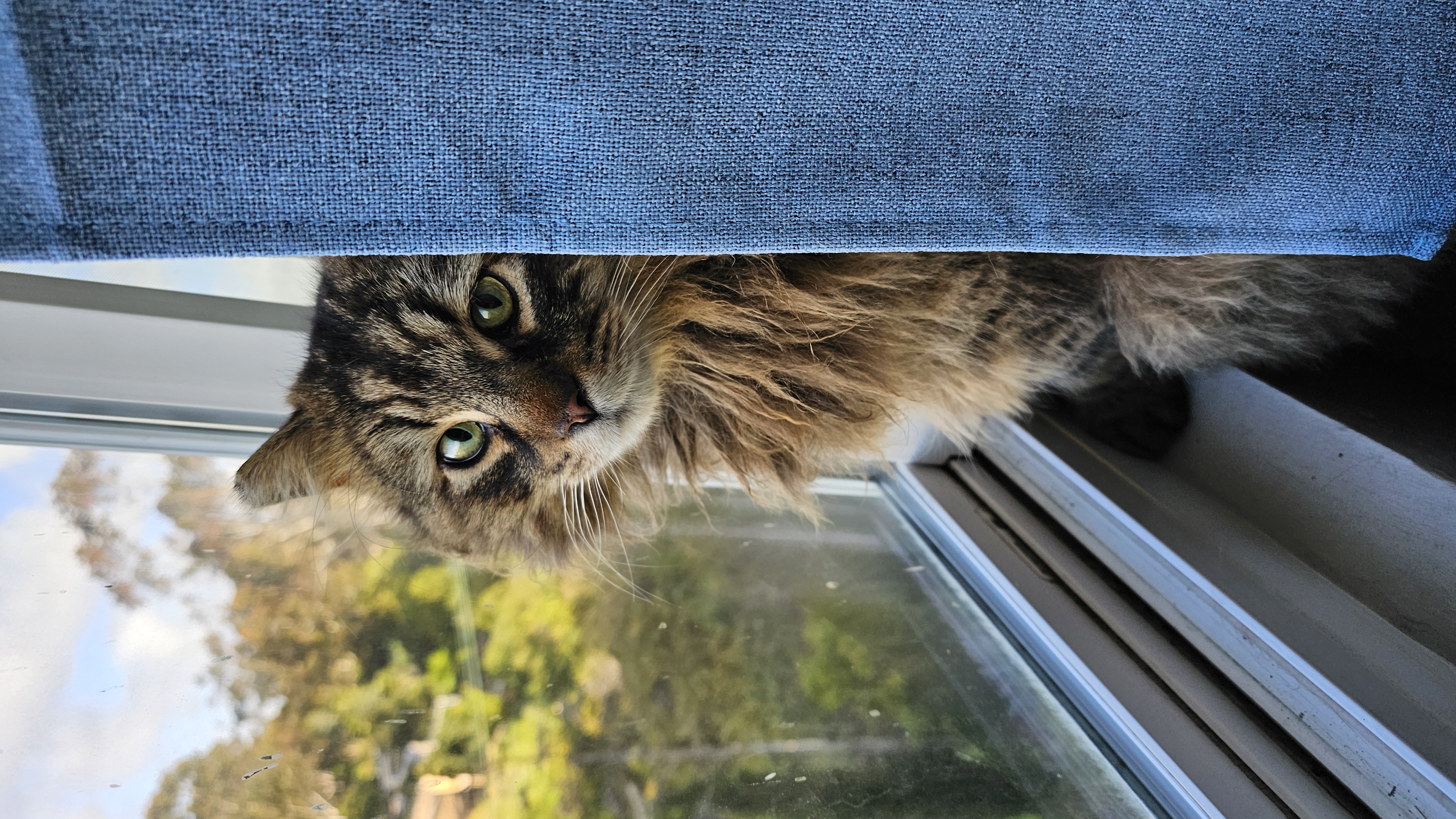 Wicket, a Adopted Maine Coon in San Diego, CA image 5/6