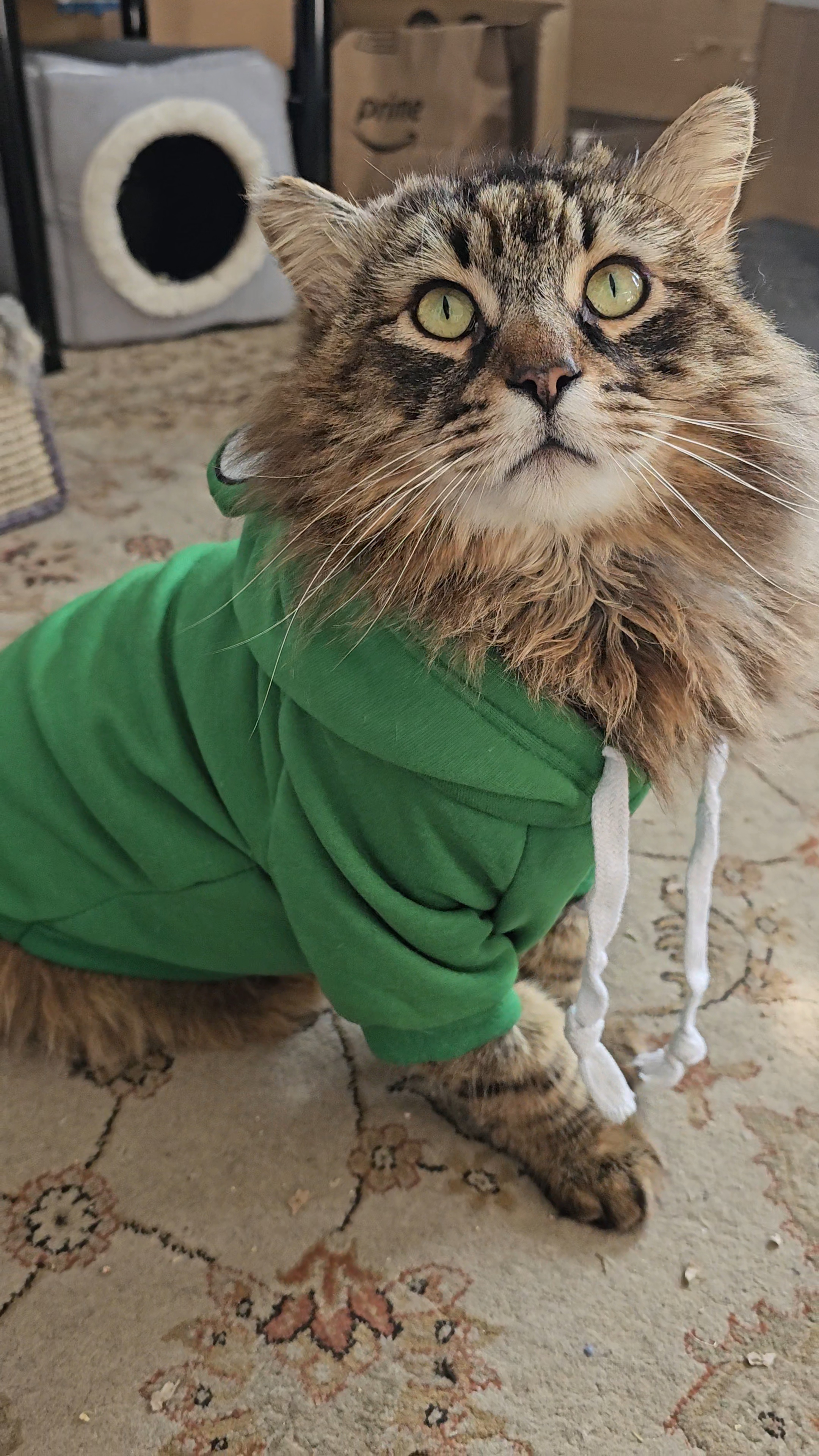 Wicket, a Adopted Maine Coon in San Diego, CA image 3/6