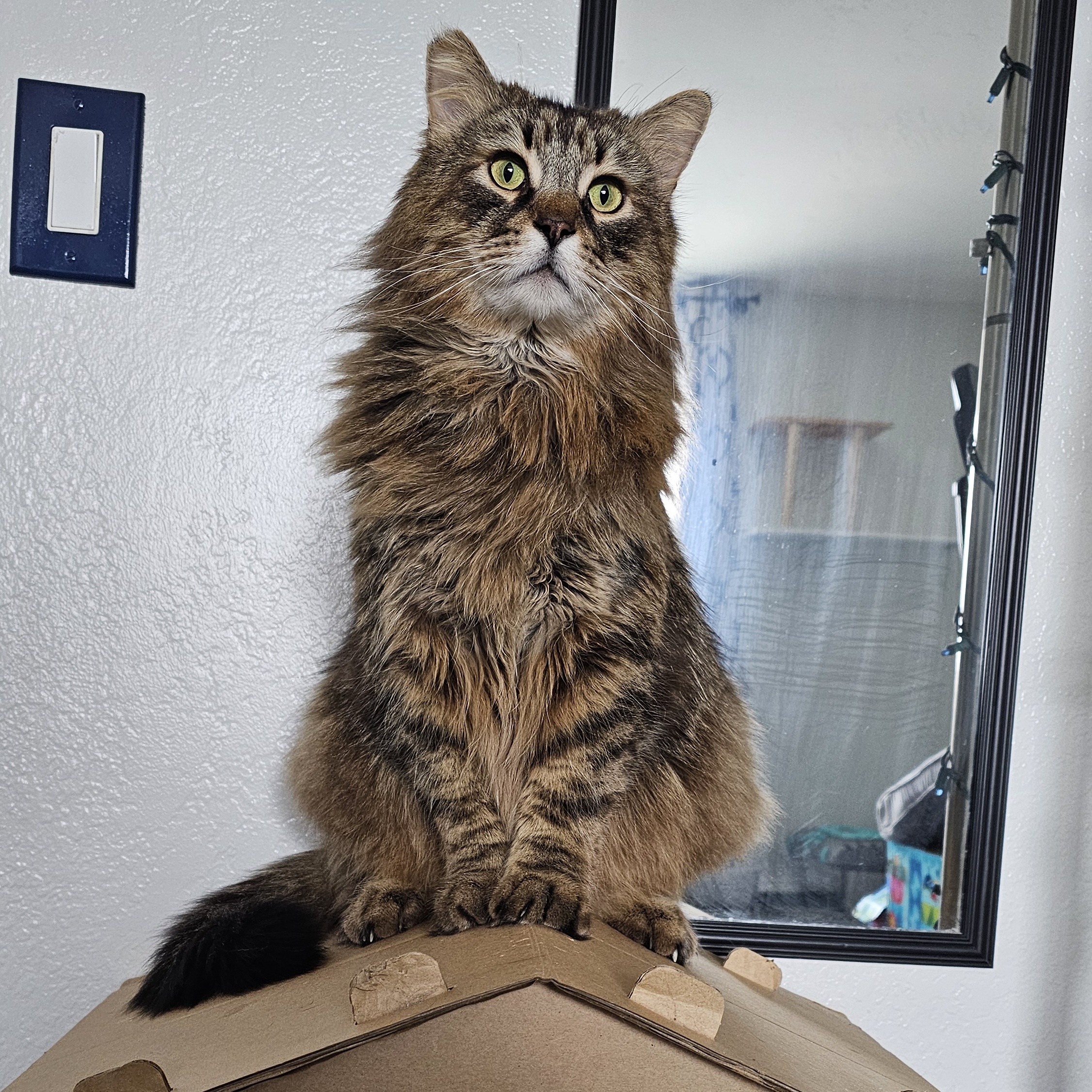 Wicket, a Adopted Maine Coon in San Diego, CA image 6/6