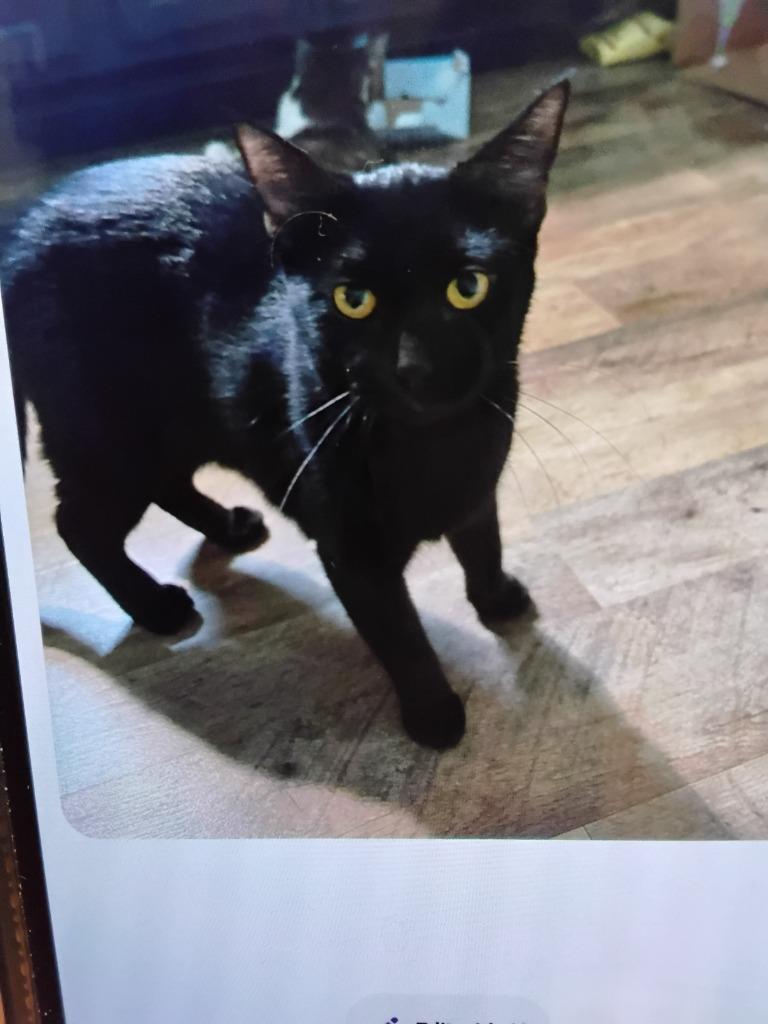 Rose, Adoptable, Young Female Domestic Short Hair.