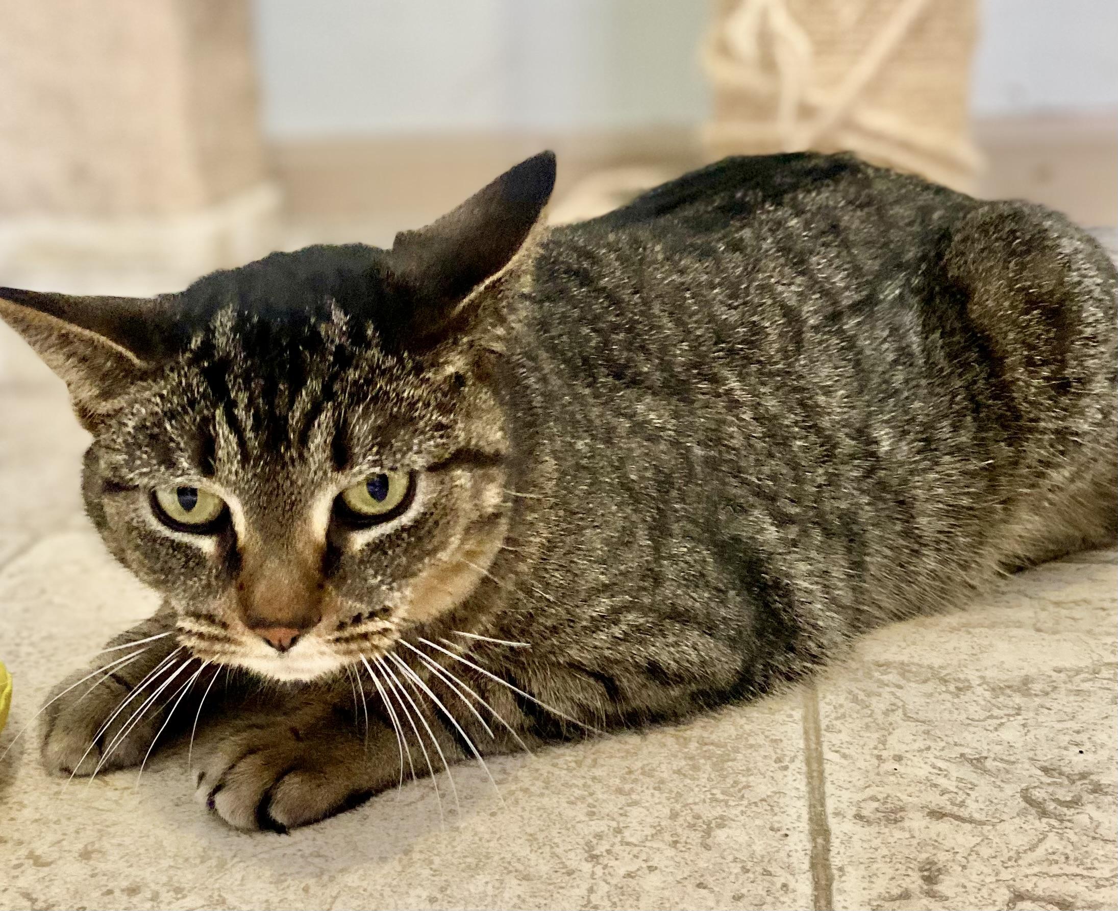 Lily, a Adoptable American Shorthair in Lakewood, OH image 1/2