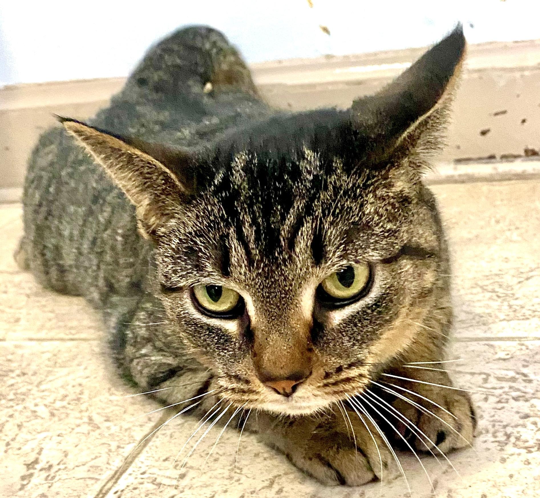 Lily, a Adoptable American Shorthair in Lakewood, OH image 2/2