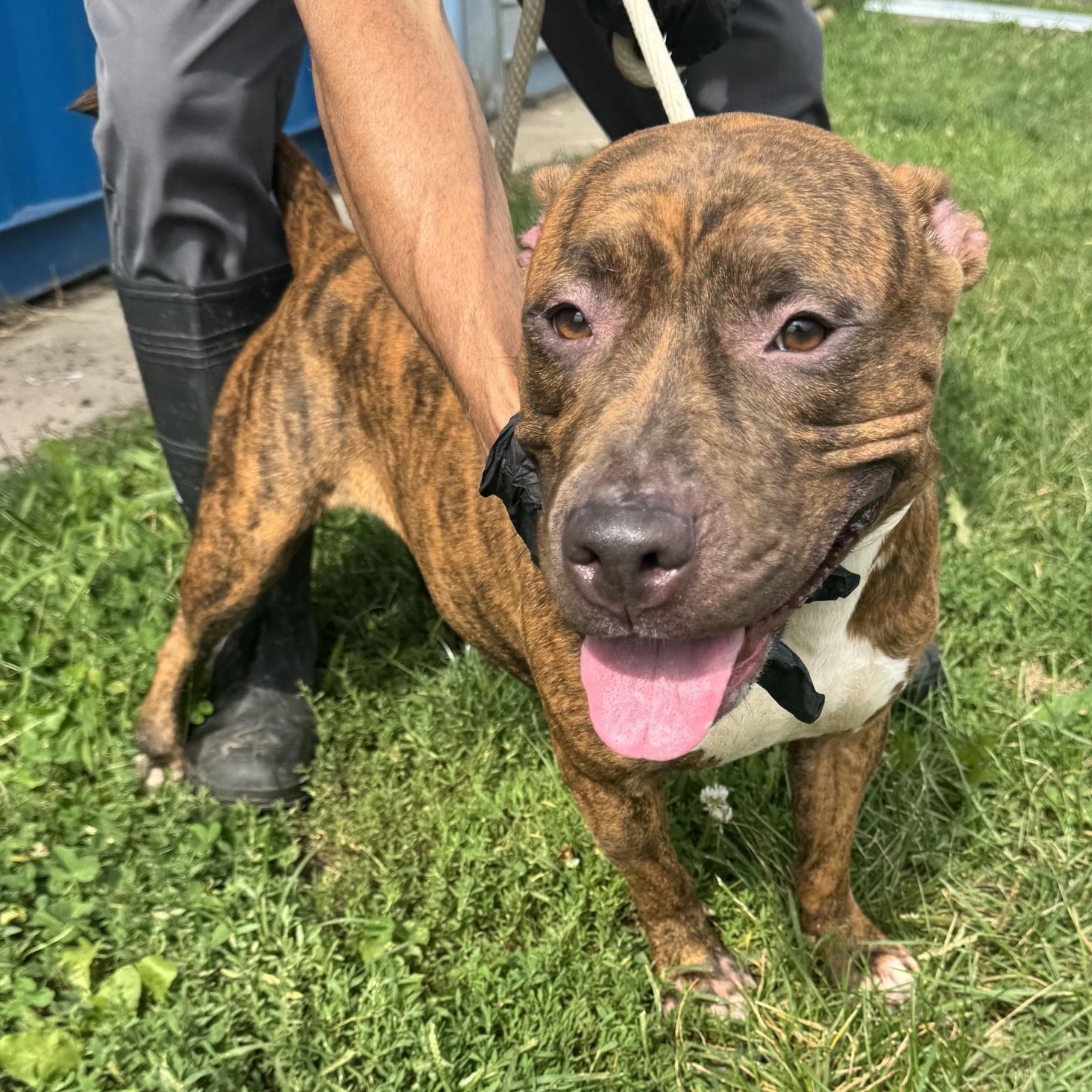 Enlarge Miracle, a Adoptable Pit Bull Terrier in Jersey city, NJ image 1/1