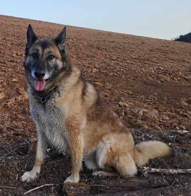 Rusty , Adoptable, Senior Male German Shepherd Dog & Belgian Shepherd / Malinois.
