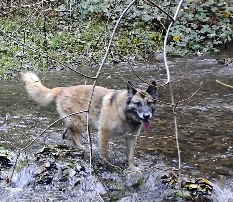 Enlarge Rusty , a Adoptable mixed breed in Oakland, CA image 3/6