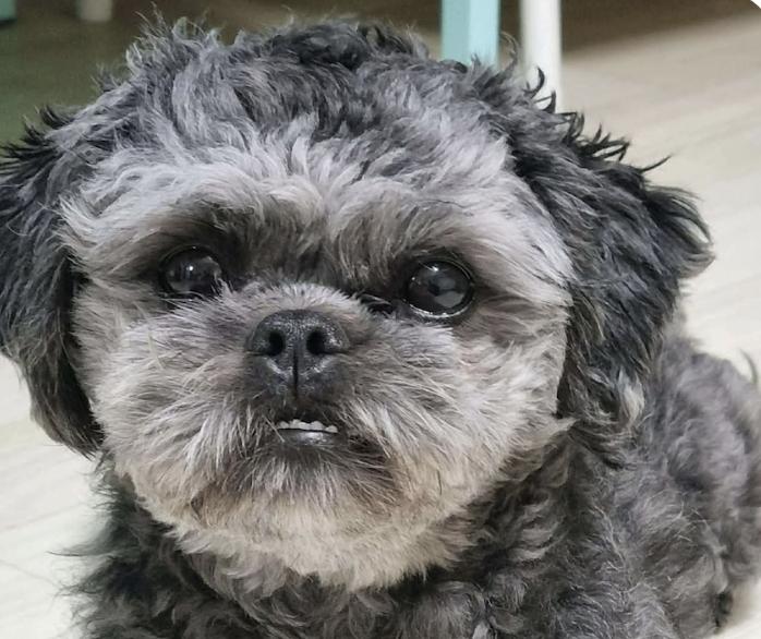 Enlarge Cookie, an adopted Shih Tzu in San Jose, CA image 1/1
