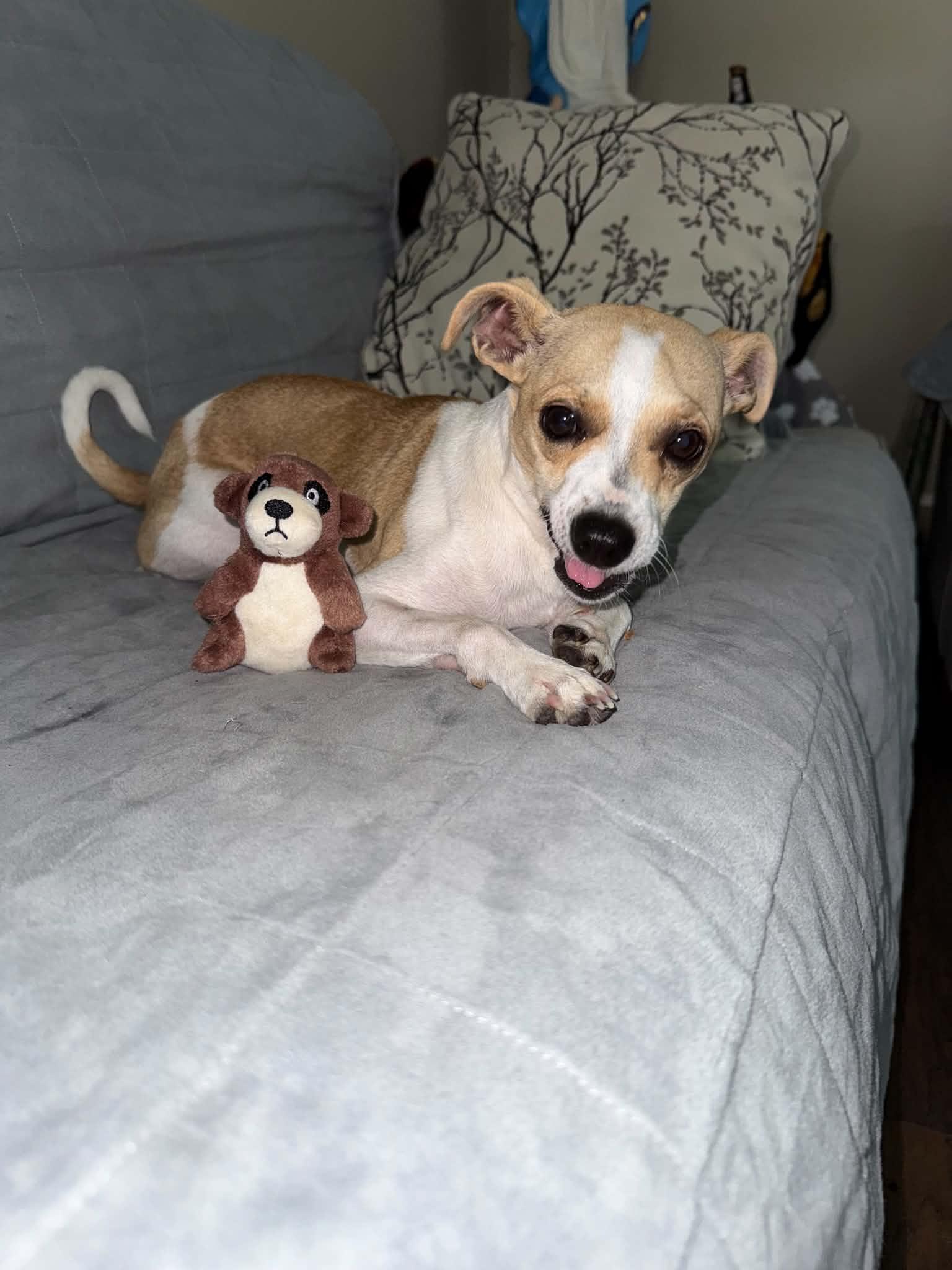 Enlarge Annabell, a Adopted mixed breed in Palm Bay, FL image 1/1