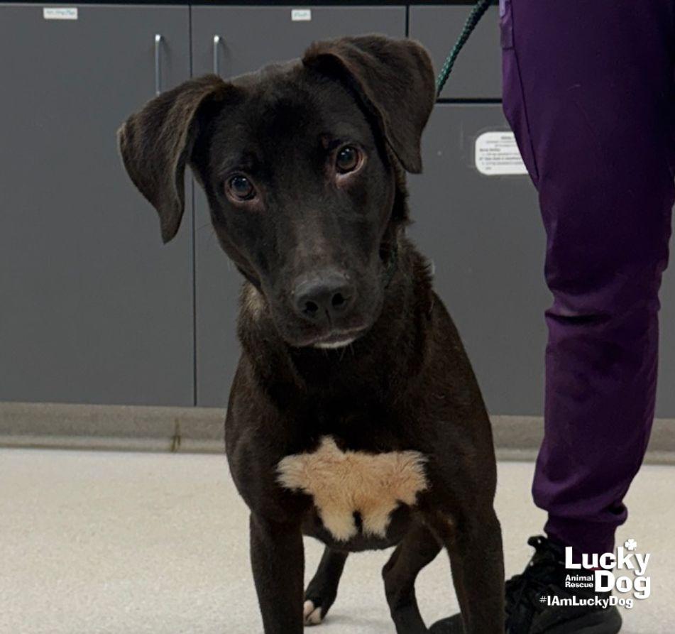 Natasha, Adoptable, Young Female Labrador Retriever & Retriever.