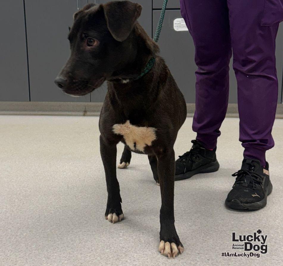 Enlarge Natasha, a Adoptable mixed breed in Washington, DC image 2/3