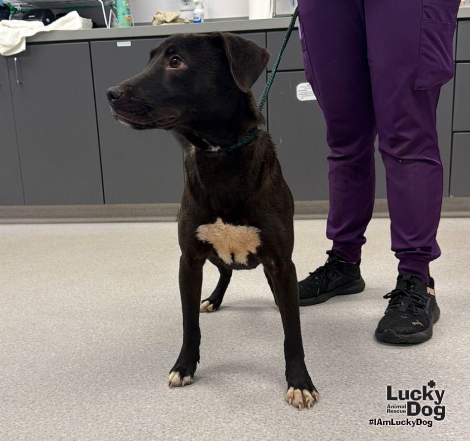 Enlarge Natasha, a Adoptable mixed breed in Washington, DC image 3/3
