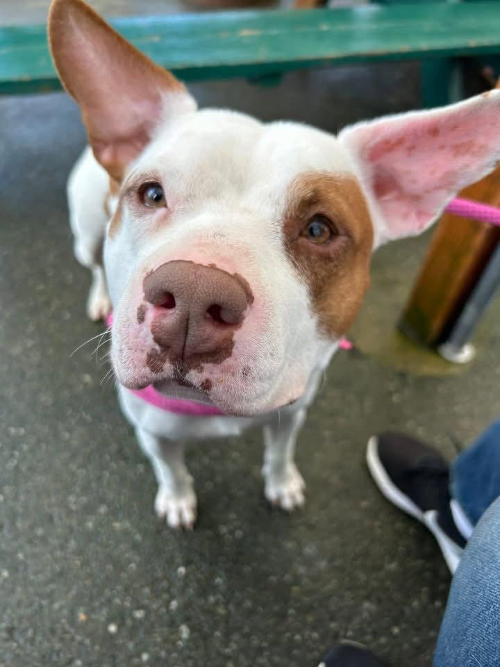 Maple, Adopted, Adult Female Pit Bull Terrier.