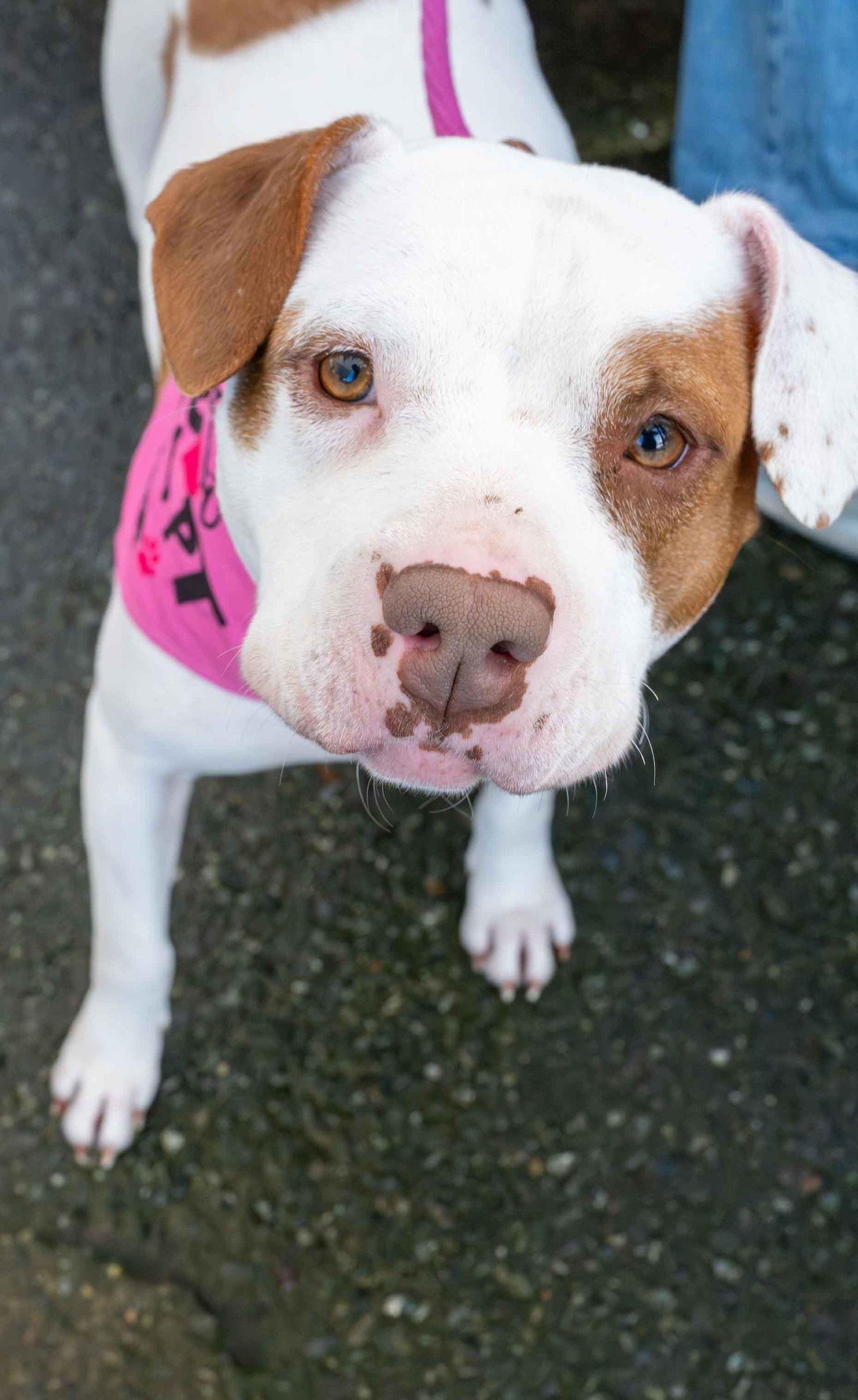 Enlarge Maple, a Adopted Pit Bull Terrier in Bothell, WA image 3/3