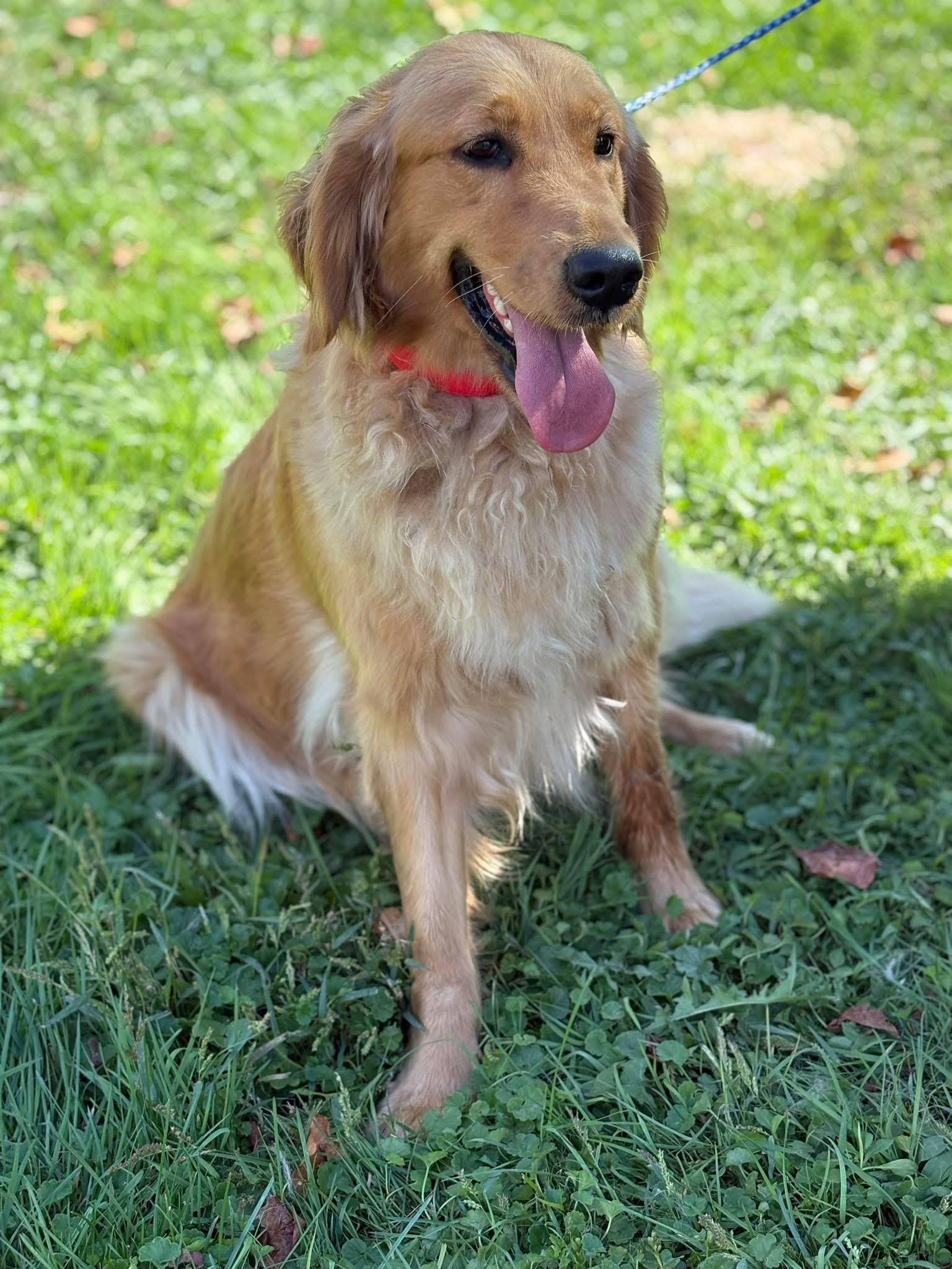 Enlarge Shayla, a Adoptable Golden Retriever in Peebles, OH image 1/1