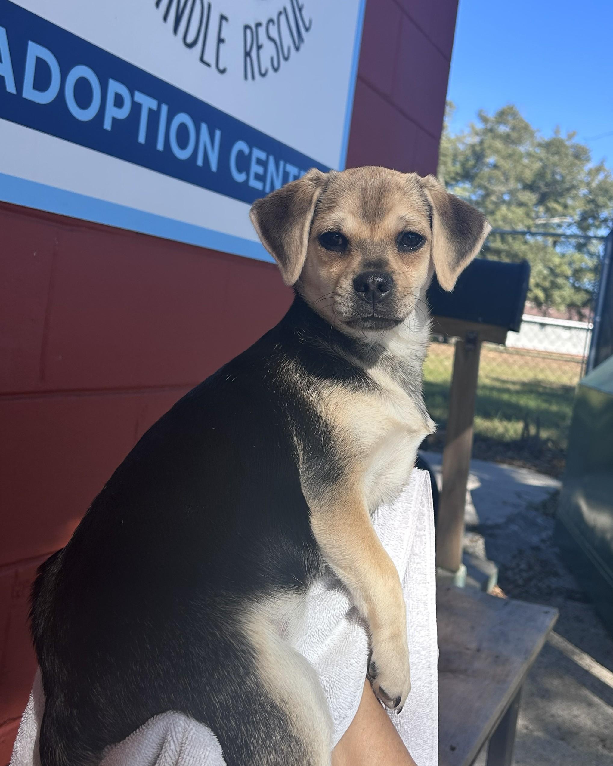 Enlarge Lucky, an adopted mixed breed in Pensacola, FL image 4/4