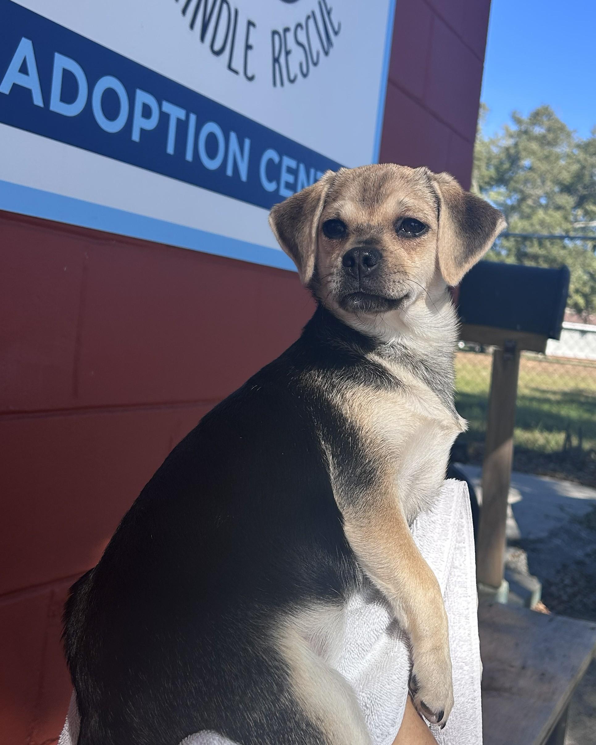 Enlarge Lucky, an adopted mixed breed in Pensacola, FL image 1/4