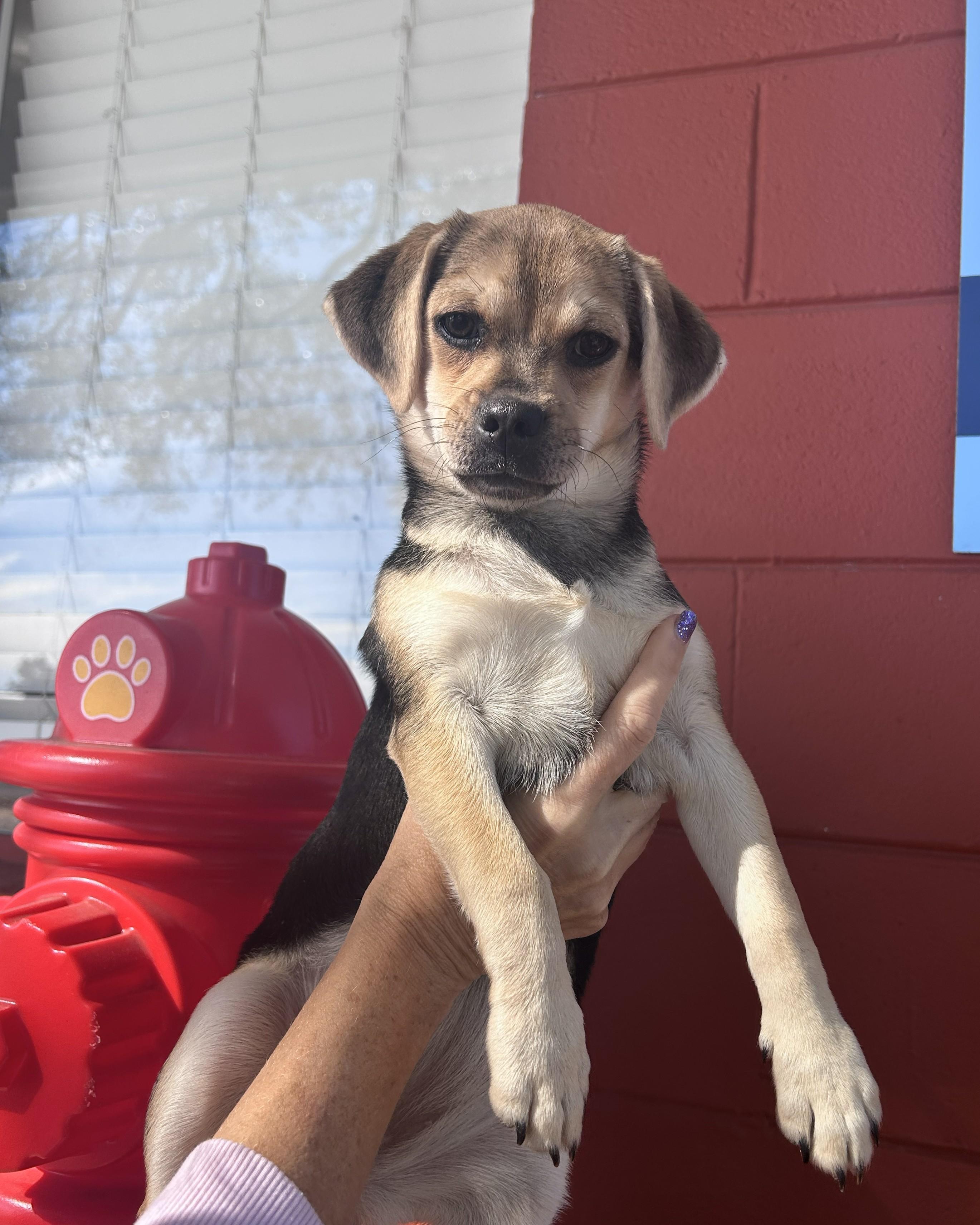 Enlarge Lucky, an adopted mixed breed in Pensacola, FL image 2/4