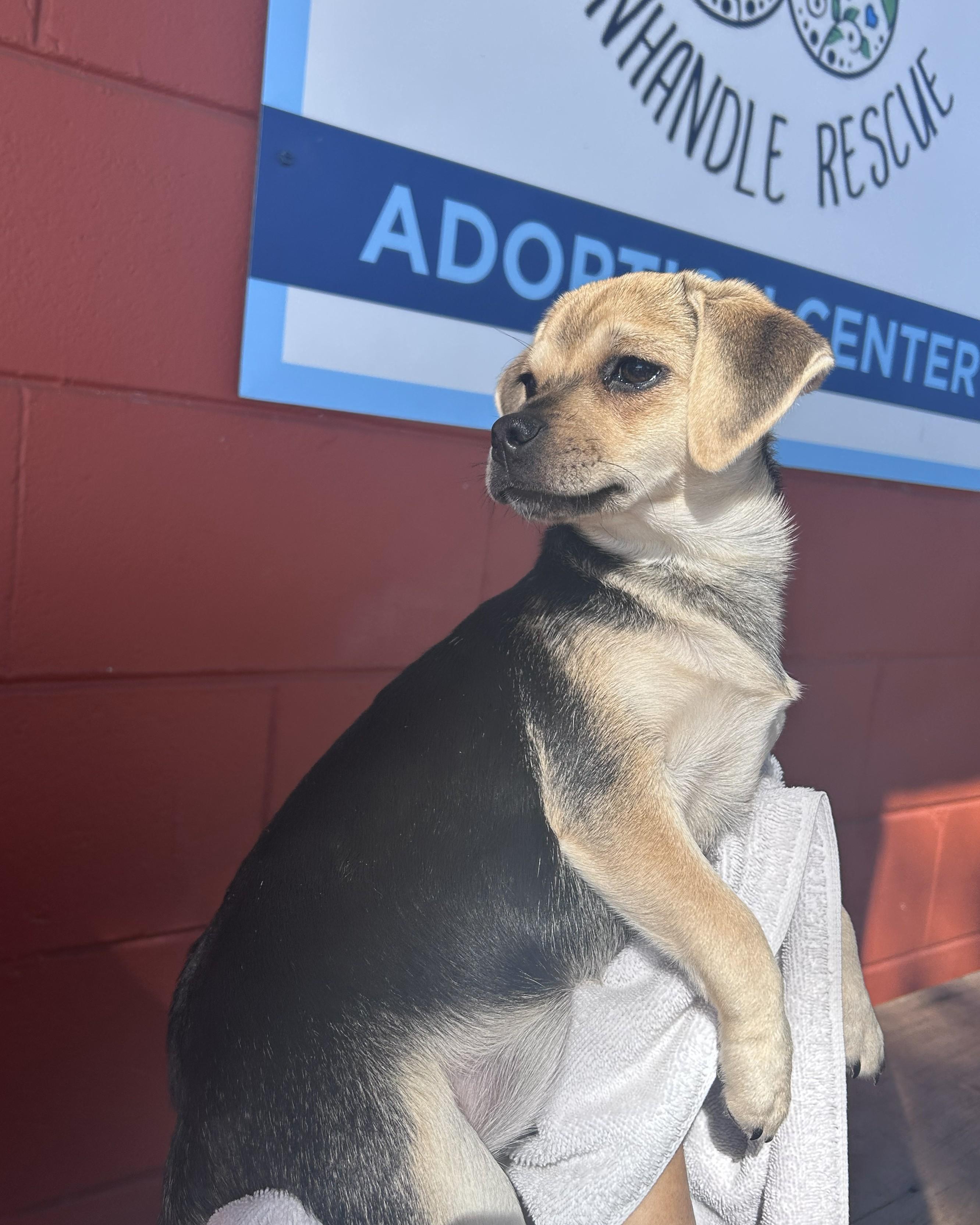 Enlarge Lucky, an adopted mixed breed in Pensacola, FL image 3/4