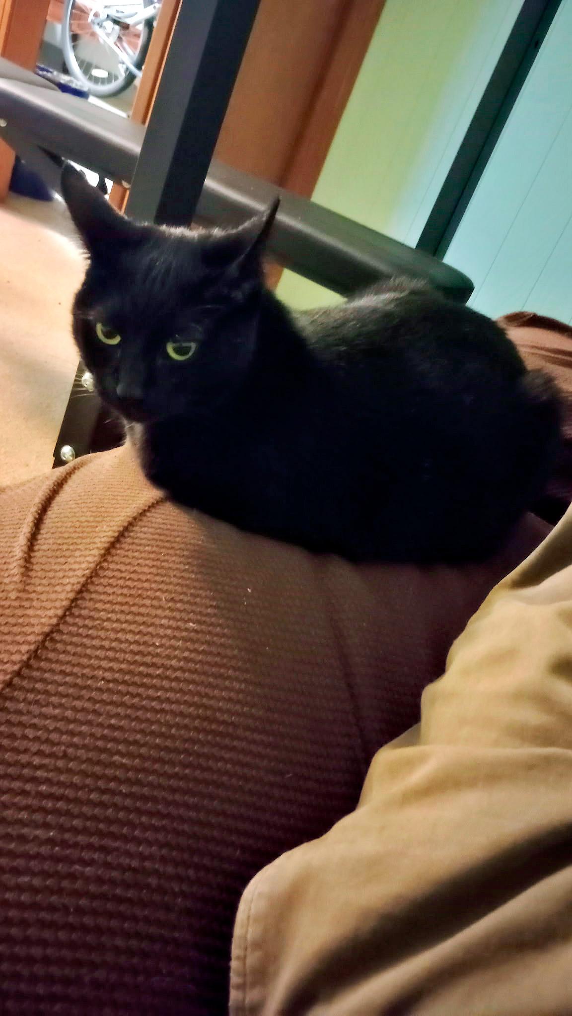 Lila, a Adoptable Domestic Short Hair in Pittsburgh, PA image 2/2