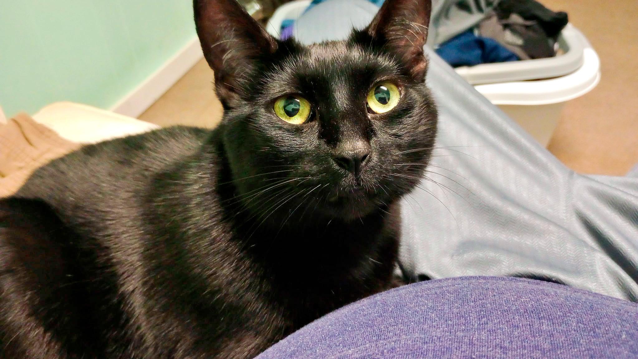 Lila, Adoptable, Adult Female Domestic Short Hair.